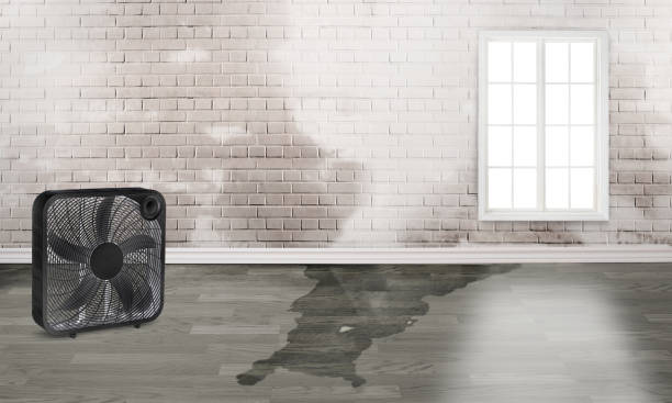 Best Water damage restoration mold remediation  in Park Layne, OH